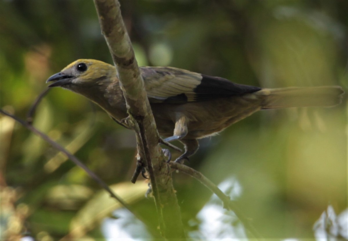 Palm Tanager - Carmelo López Abad