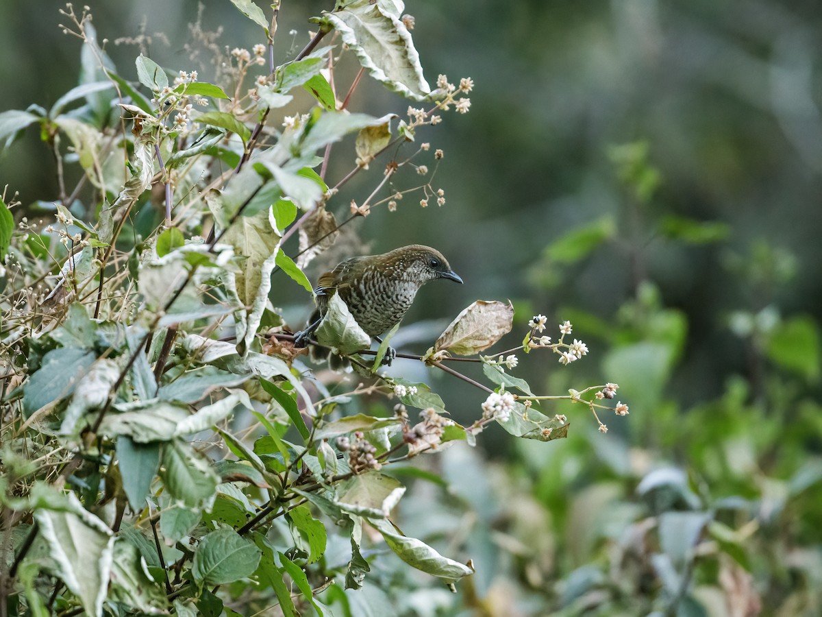 Brown-capped Laughingthrush - ML254014081