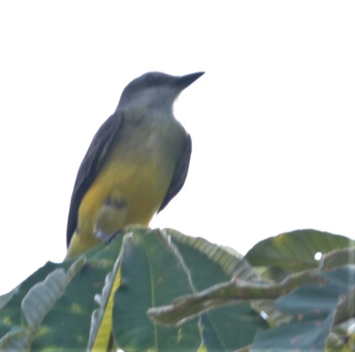 Tropical Kingbird - Carmelo López Abad