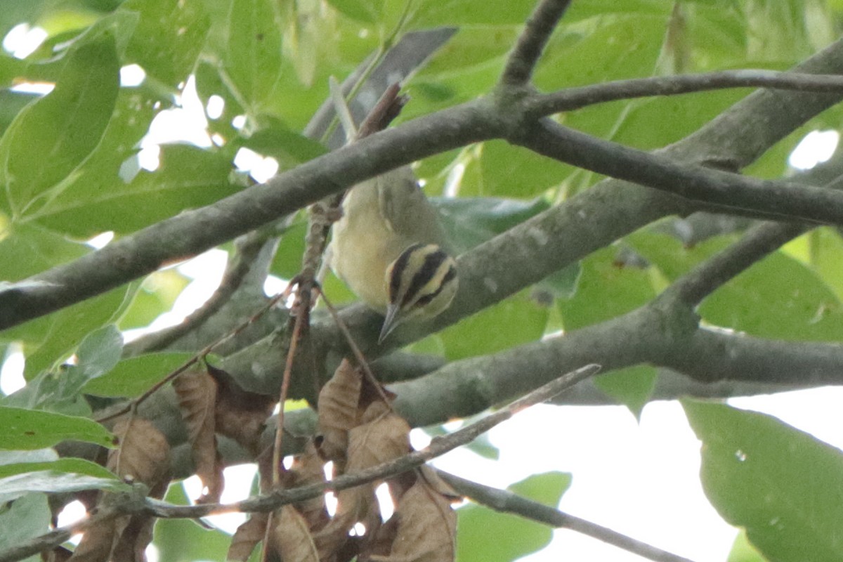 Worm-eating Warbler - ML254016111