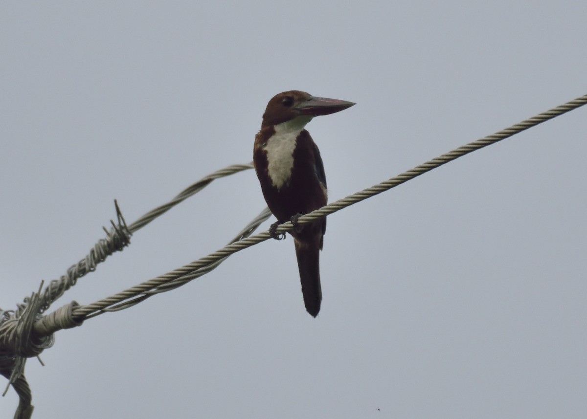 White-throated Kingfisher - ML254016971