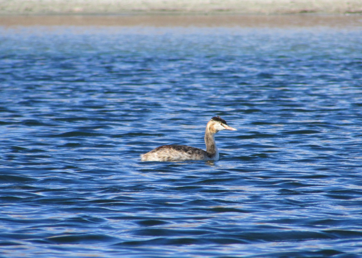 Great Crested Grebe - Siddhesh Surve