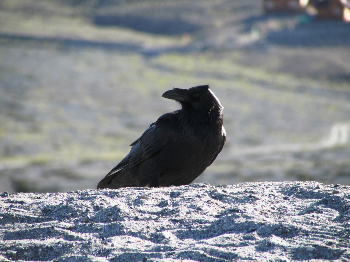 Common Raven - Siddhesh Surve