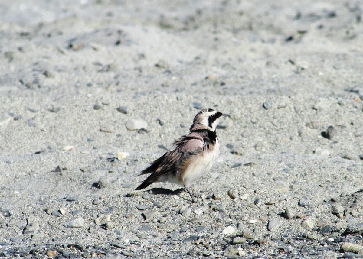 Horned Lark - Siddhesh Surve