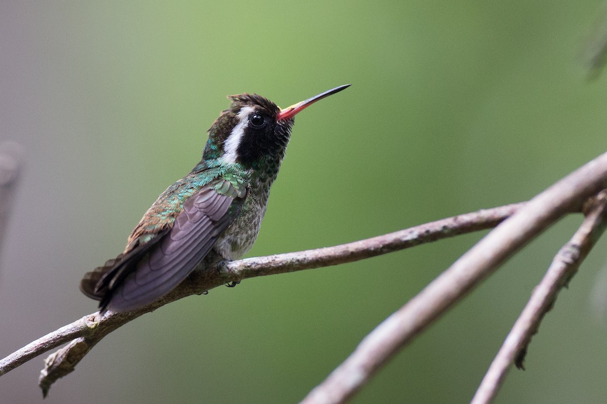 kolibřík bělouchý - ML25401771
