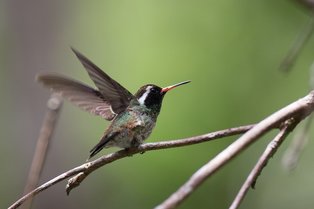 kolibřík bělouchý - ML25401811