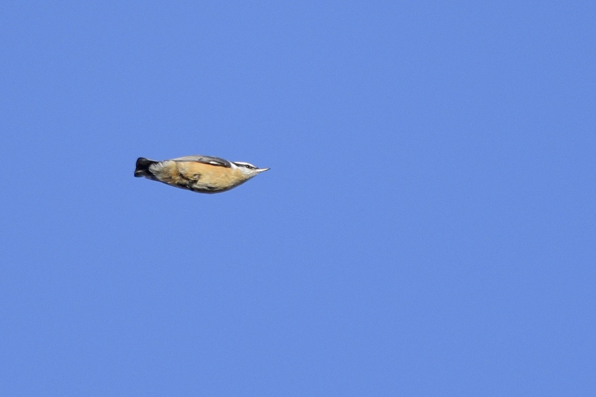 Red-breasted Nuthatch - Daniel Irons