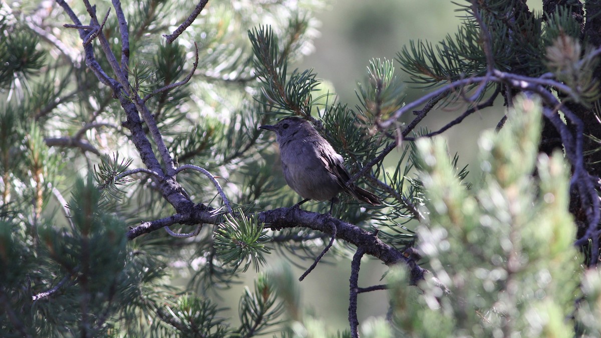 Gray Catbird - ML254019851