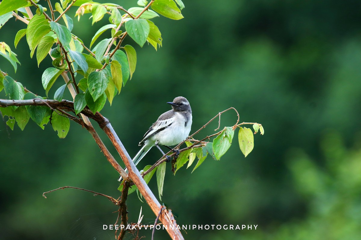 White-browed Wagtail - ML254021321