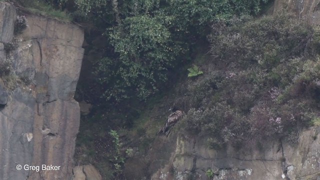 Bearded Vulture - ML254021441