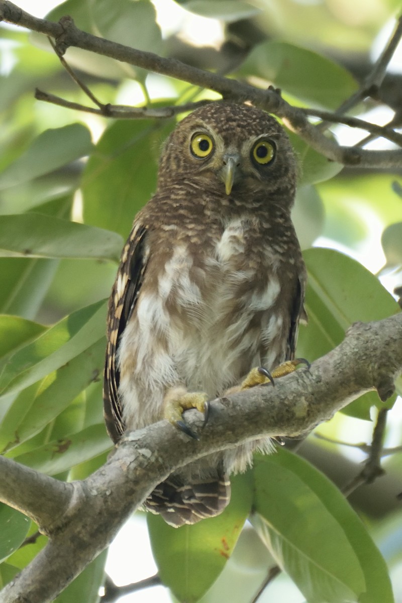 Asian Barred Owlet - ML254021491