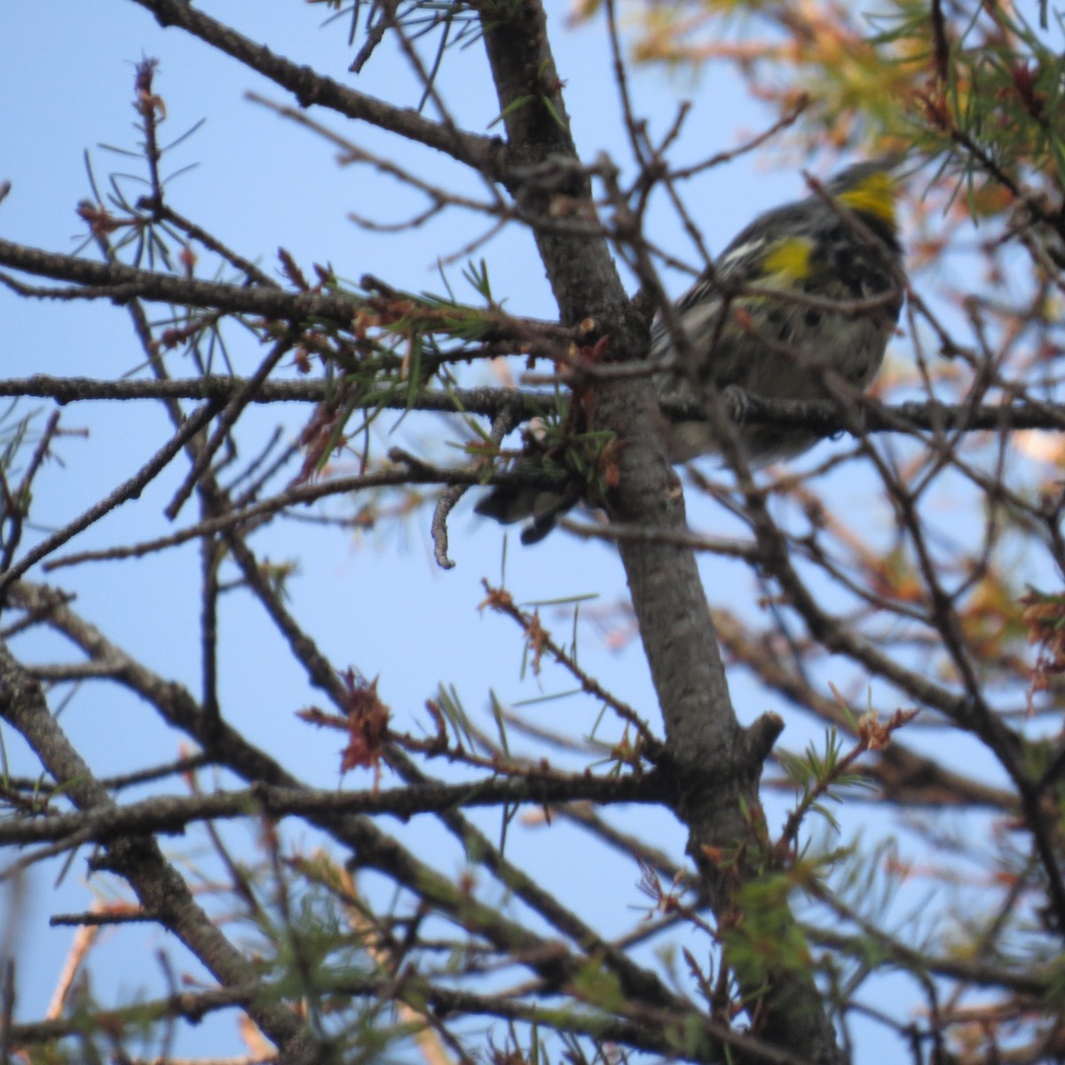 Yellow-rumped Warbler (Audubon's) - ML254021651