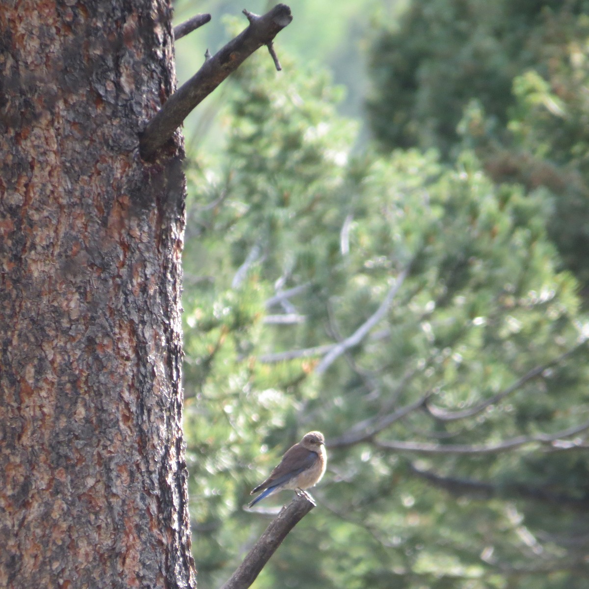 Western Bluebird - ML254021681
