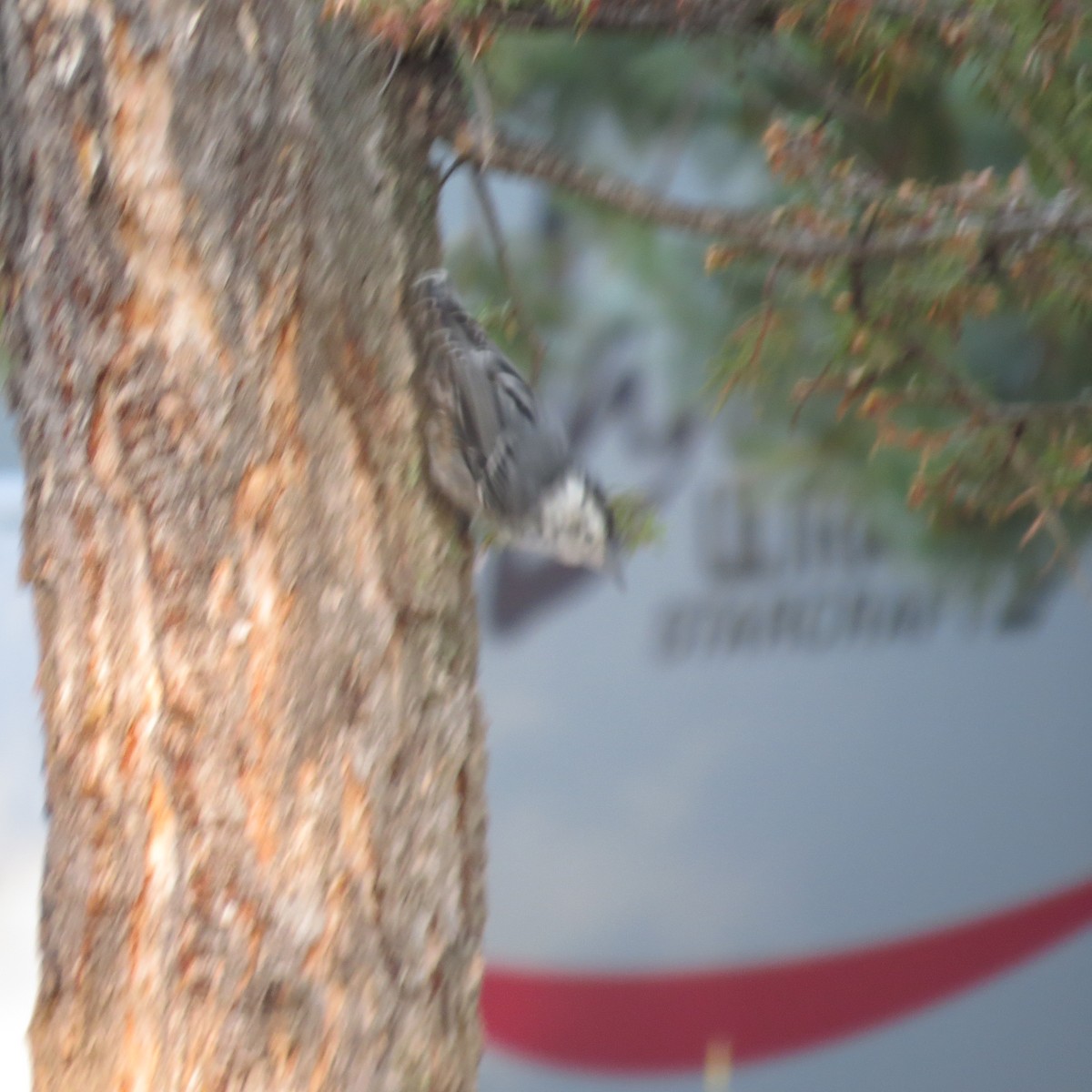 White-breasted Nuthatch - ML254022381