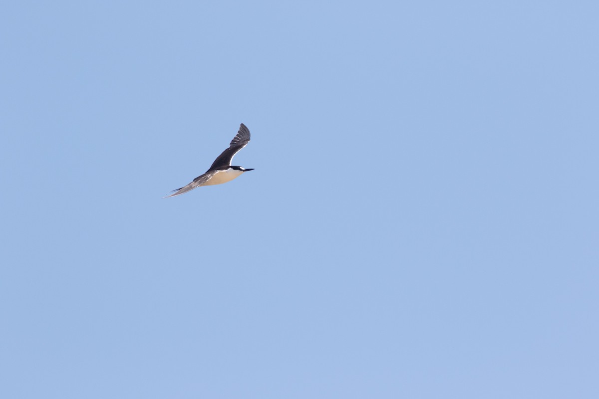 Sooty Tern - ML254023081