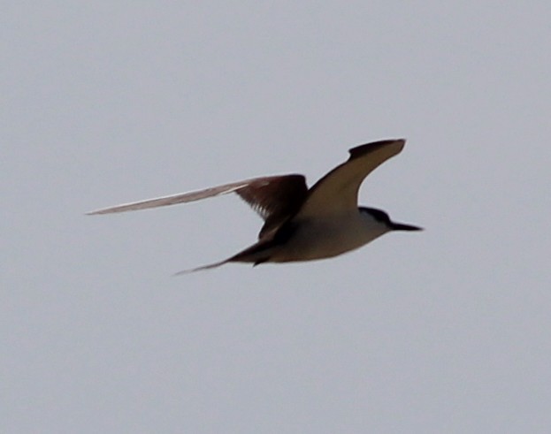 Sooty Tern - ML254023661