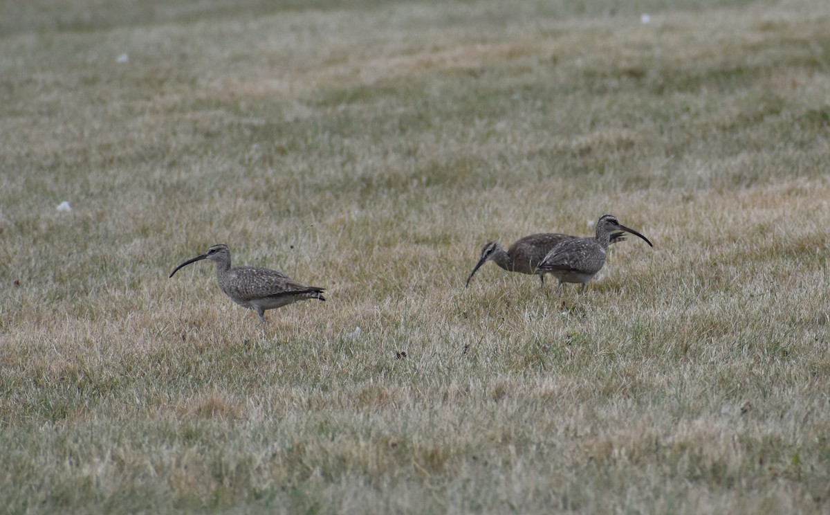 Whimbrel - ML254023851