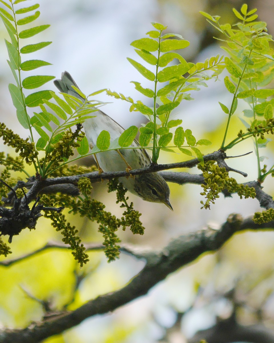 Blackpoll Warbler - ML254024281
