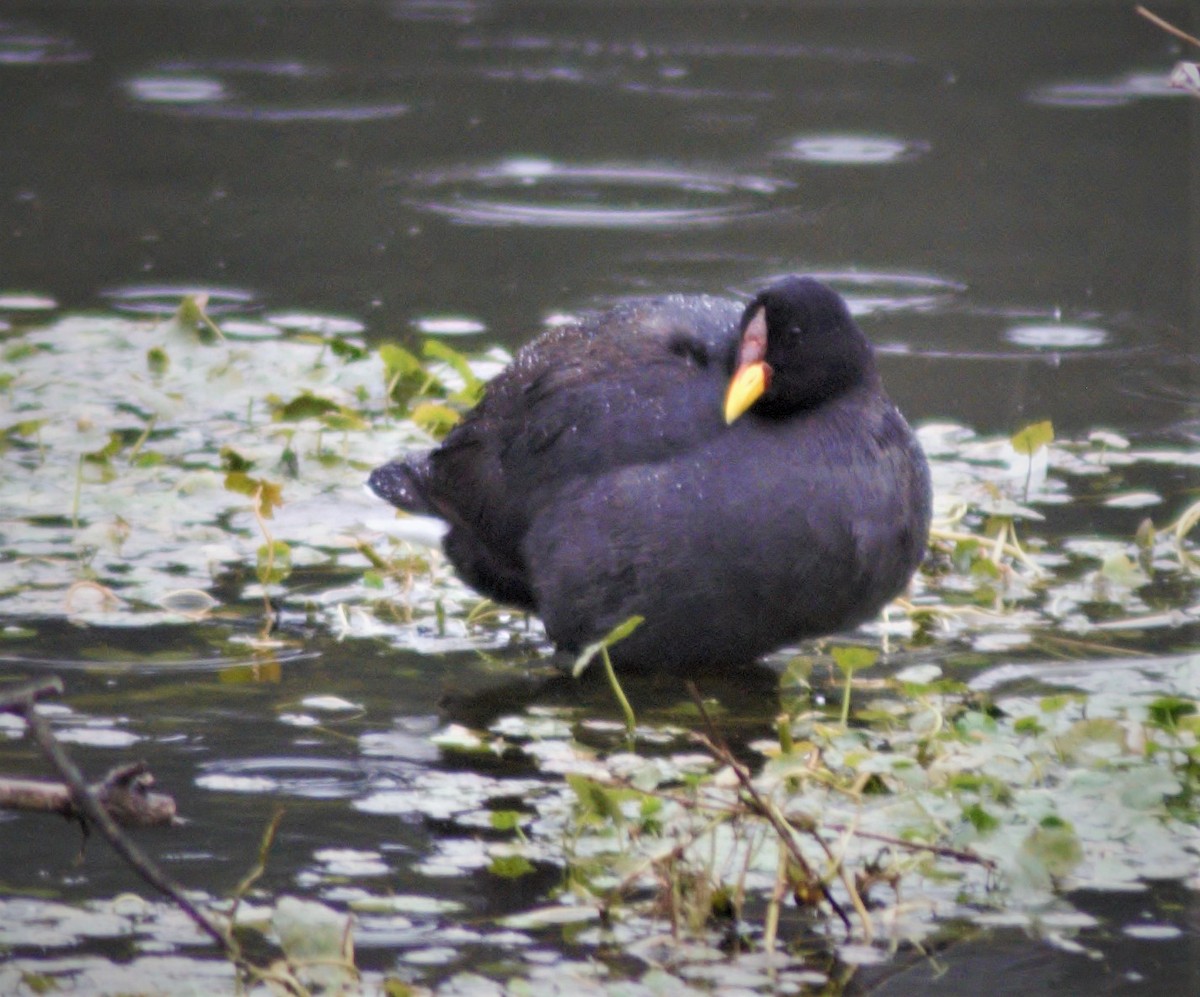 Red-fronted Coot - ML254025011