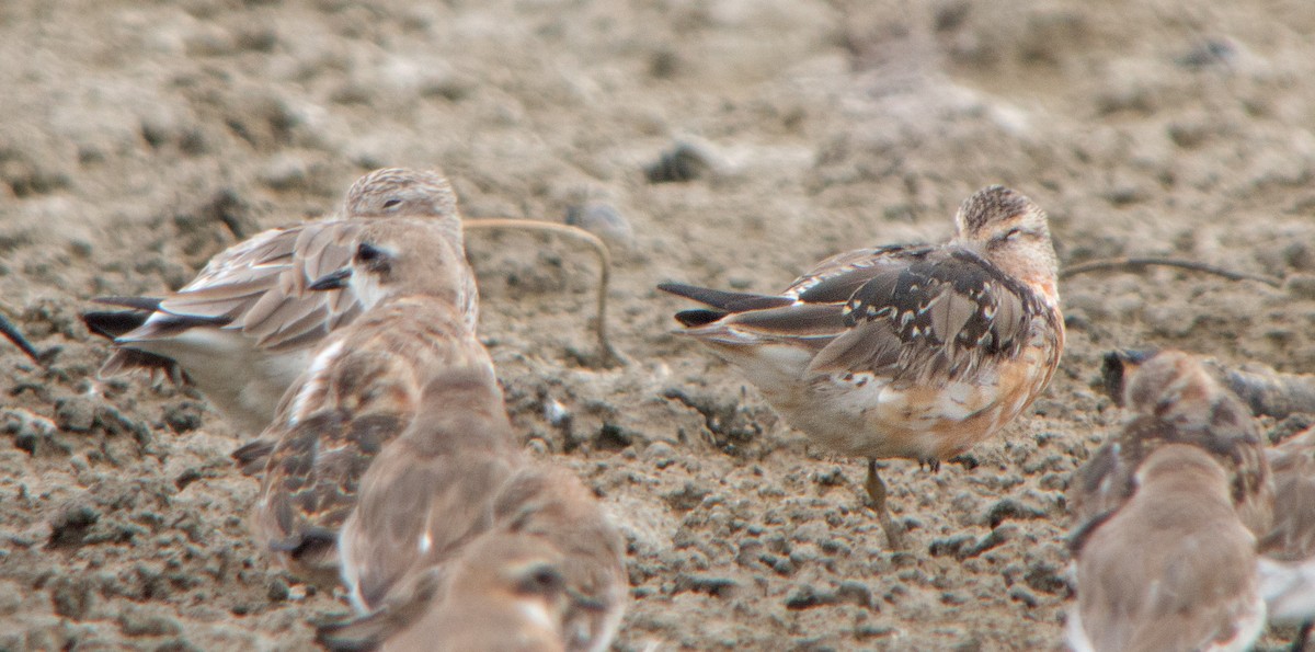 Red Knot - Dave Bakewell