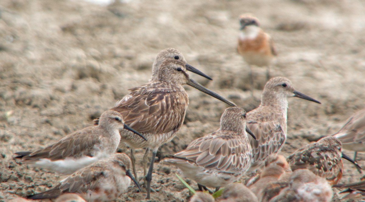 Asian Dowitcher - ML254026751