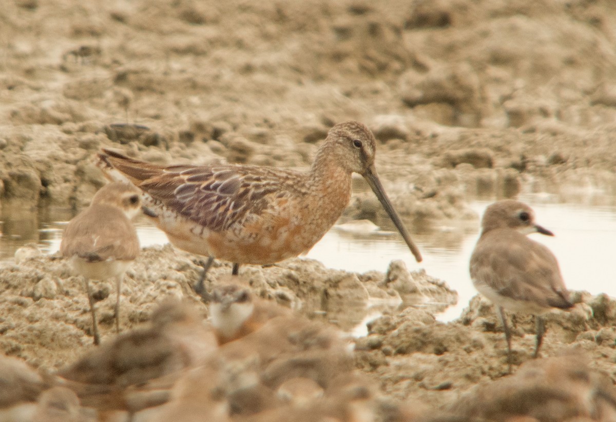 Asian Dowitcher - ML254026761