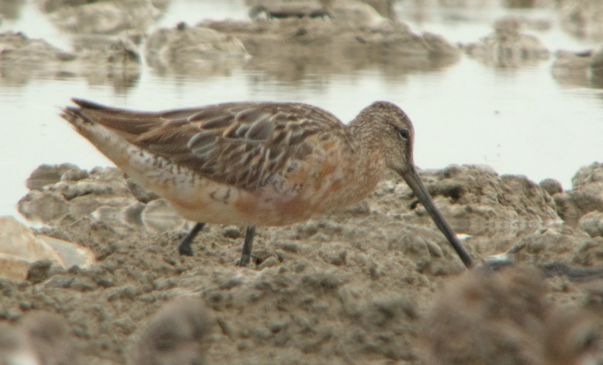 Asian Dowitcher - ML254026781