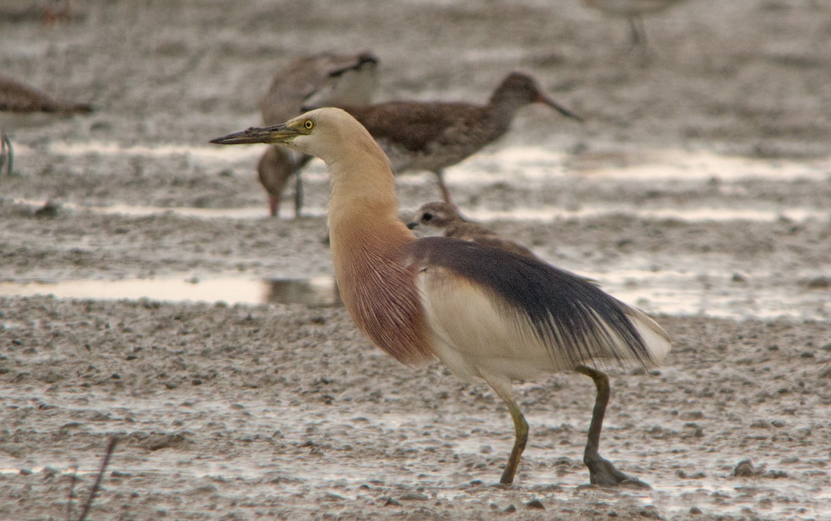 Javan Pond-Heron - ML254026791