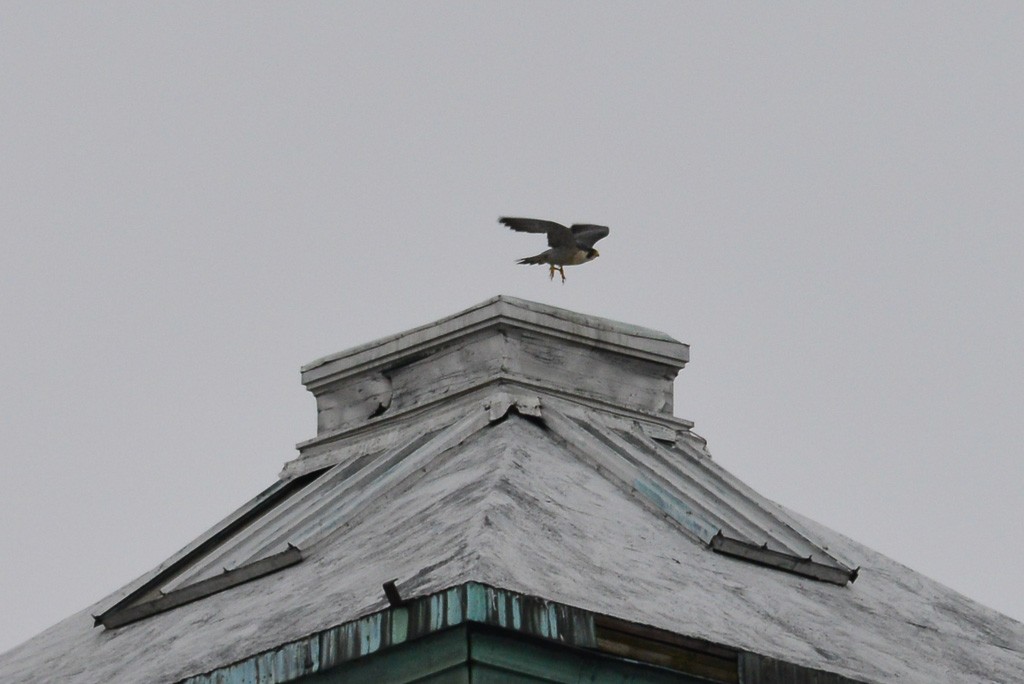 Peregrine Falcon - George Chiu