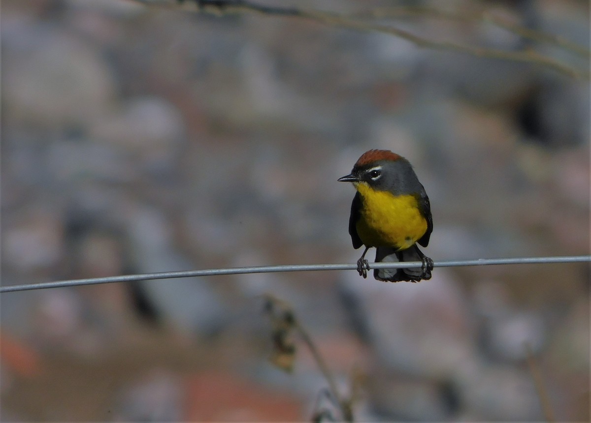 Brown-capped Redstart - Nicolás Bejarano