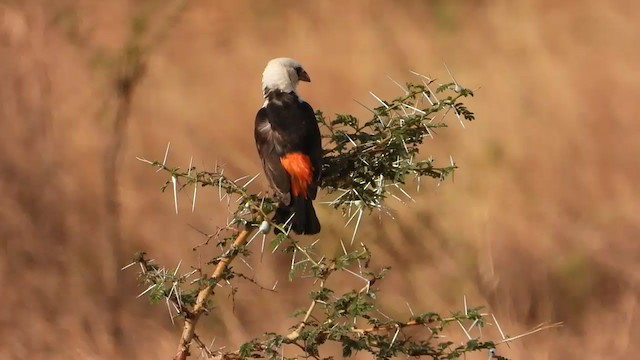 White-headed Buffalo-Weaver - ML254029561