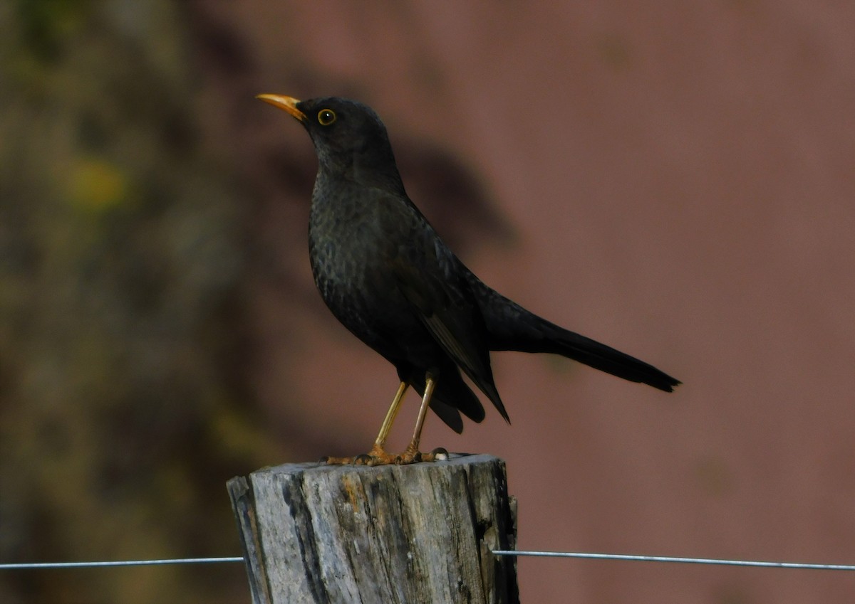 Chiguanco Thrush - ML254029601