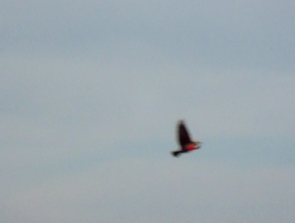 Pampas Meadowlark - ML254030041