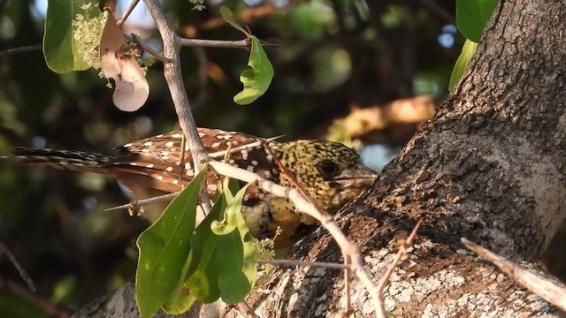 D'Arnaud's Barbet (Usambiro) - ML254030071