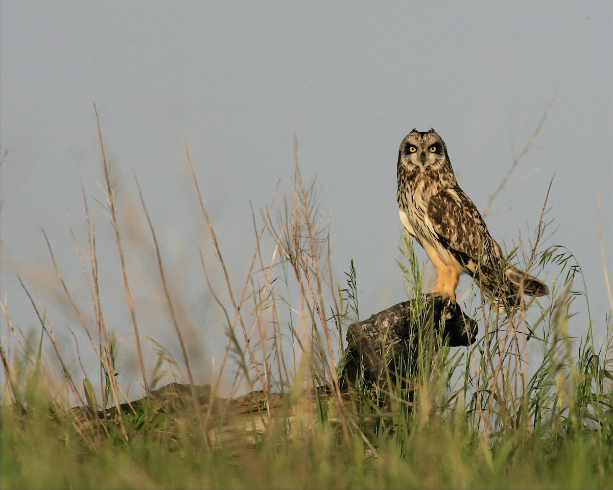 Short-eared Owl - Jack & Holly Bartholmai