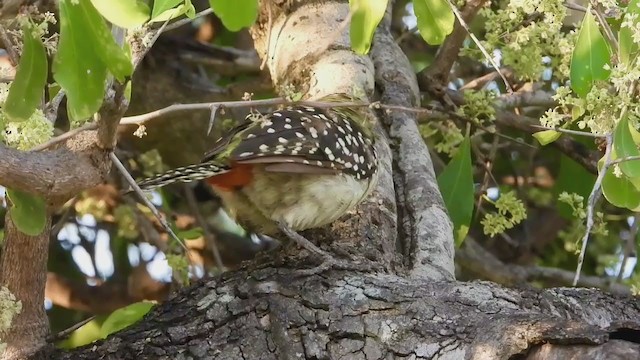 D'Arnaud's Barbet (Usambiro) - ML254030111