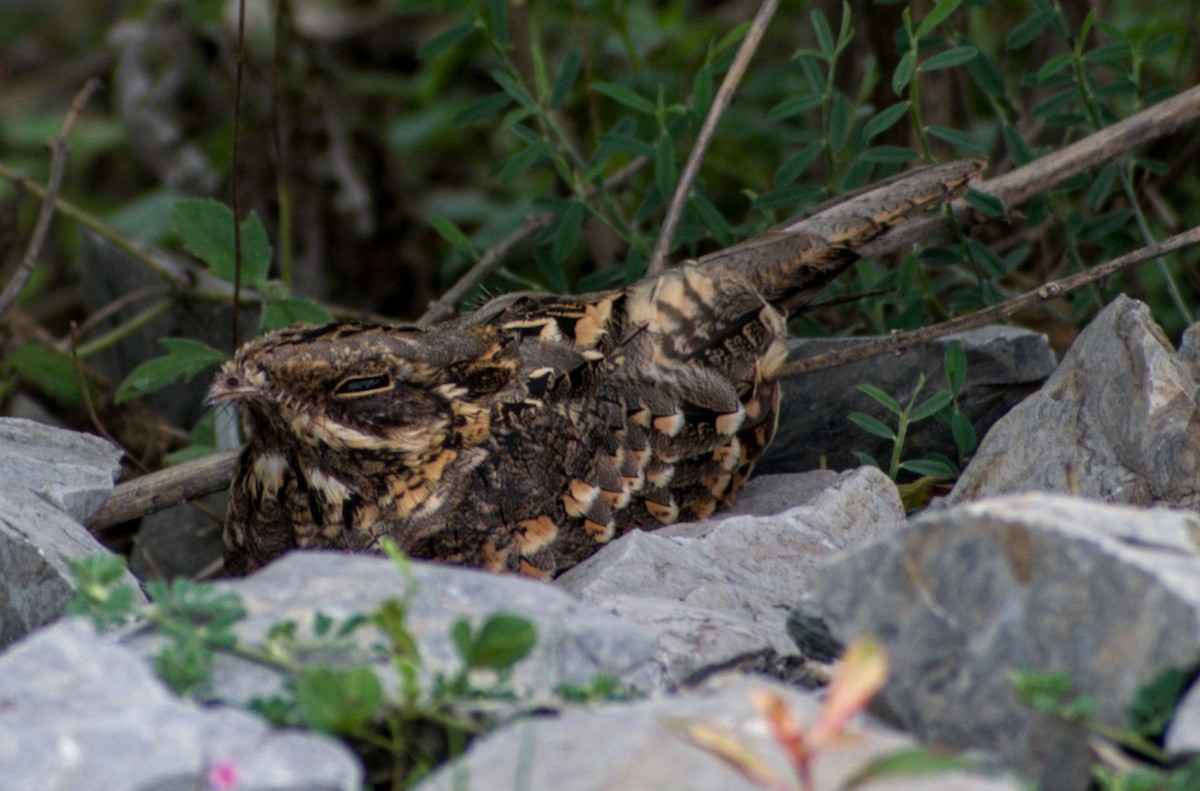 Indian Nightjar - ML254032921