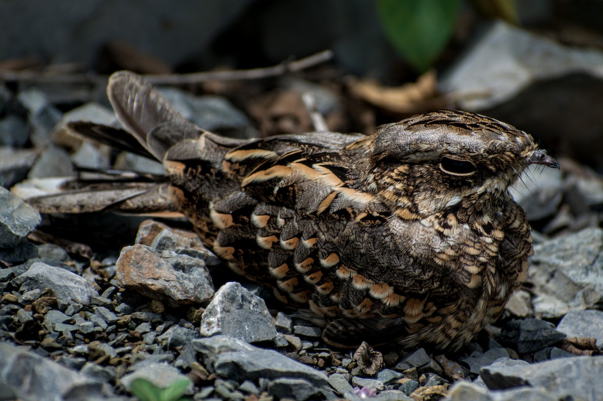 Indian Nightjar - ML254033041