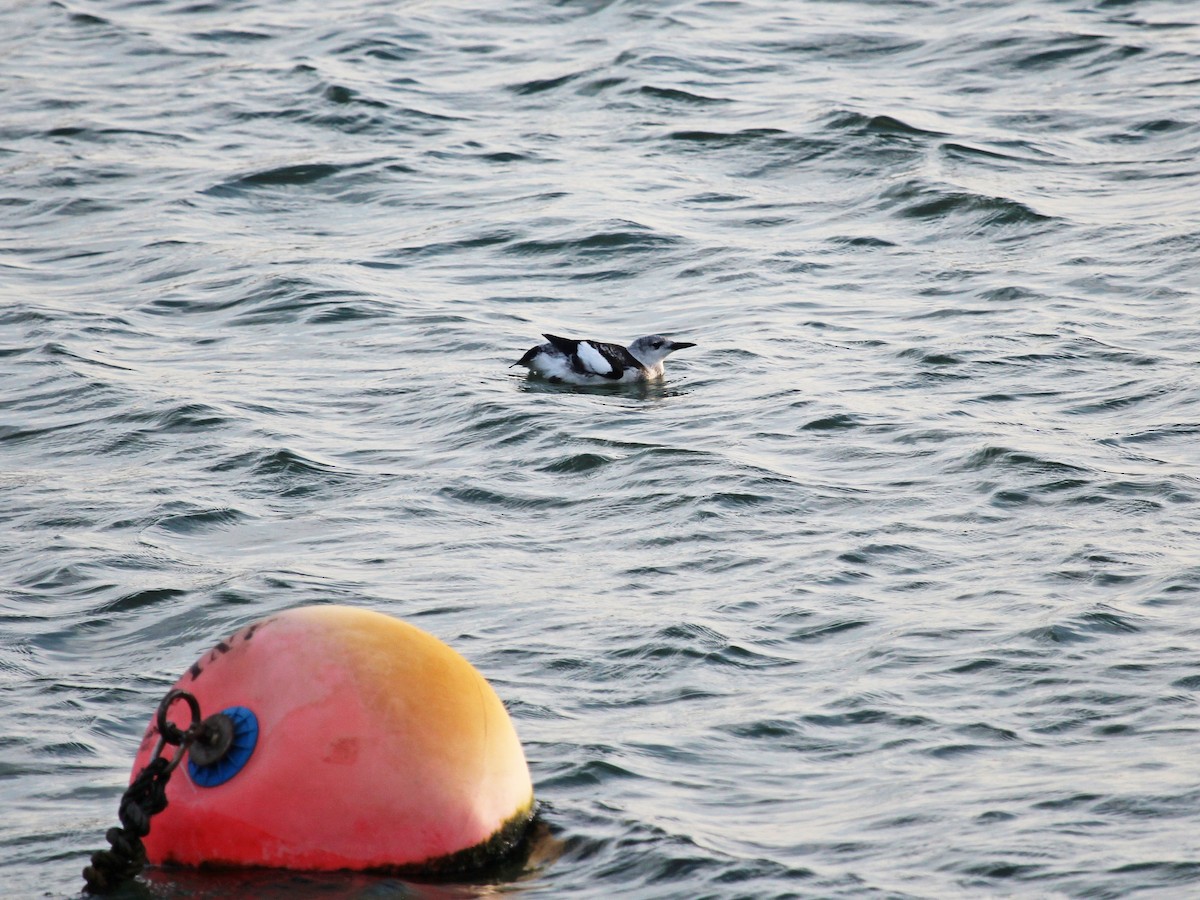 Black Guillemot - ML254034521