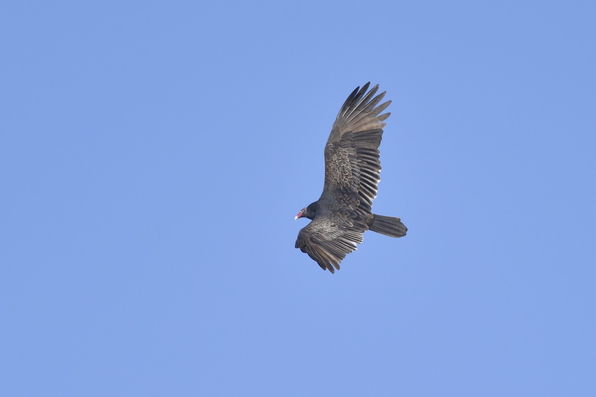 Turkey Vulture - Daniel Irons