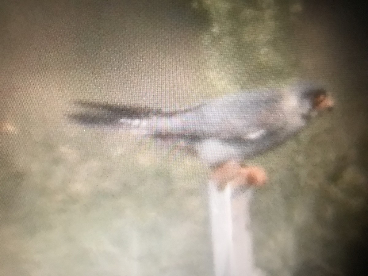 Red-footed Falcon - ML254037441