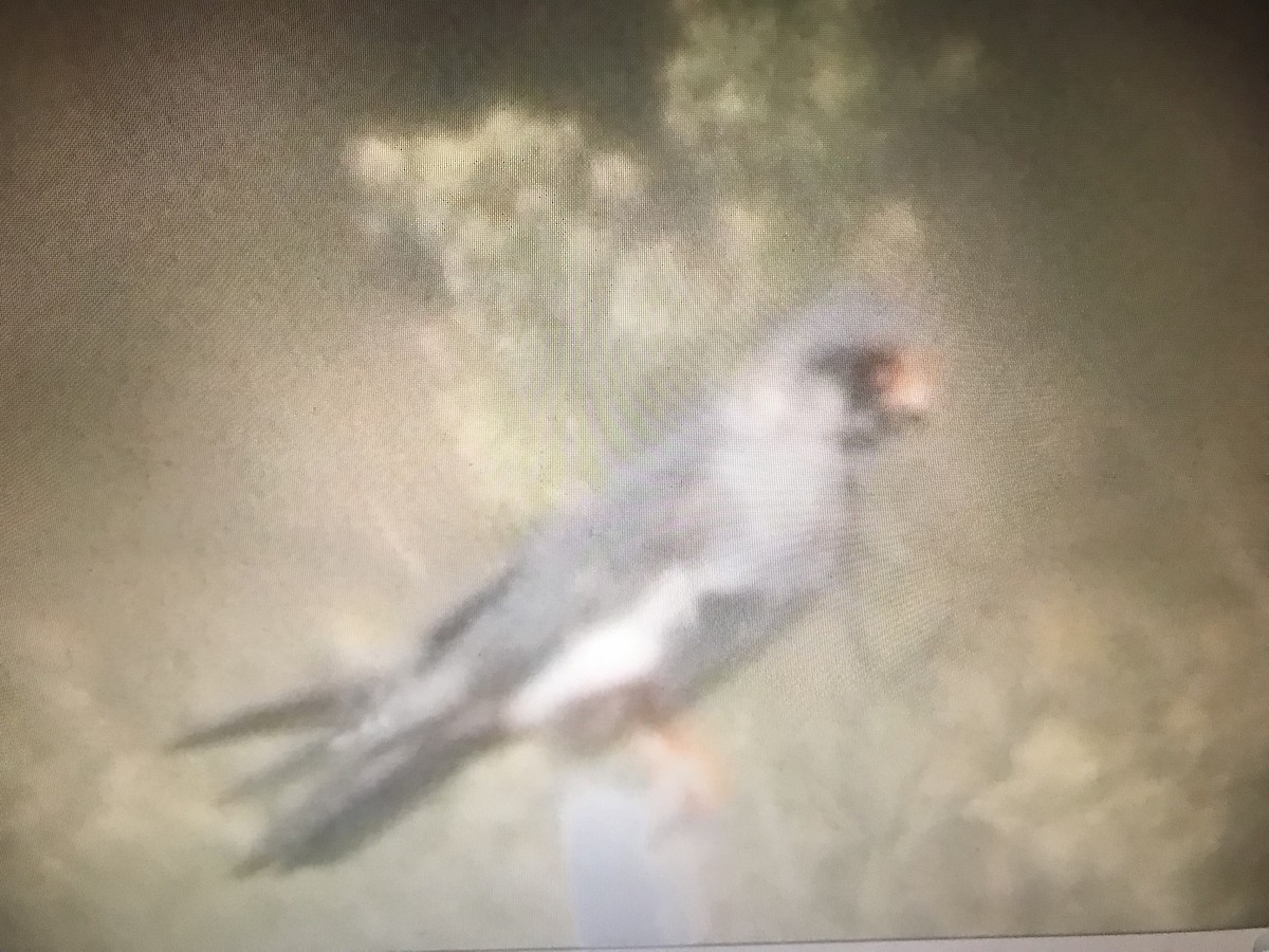 Red-footed Falcon - ML254037471