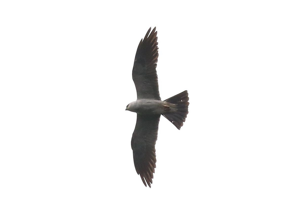 Mississippi Kite - ML254037711