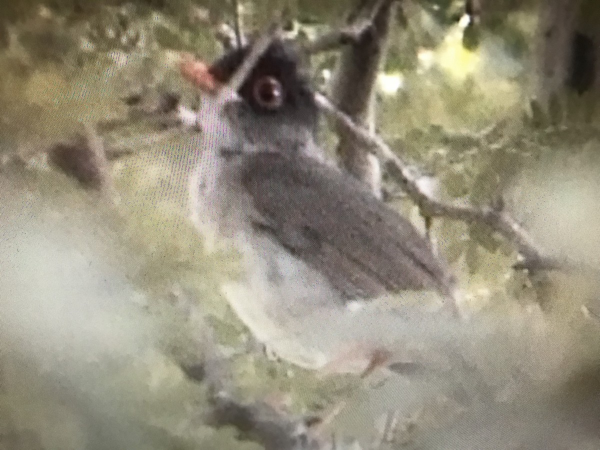 Black-headed Nightingale-Thrush - Jason Horn