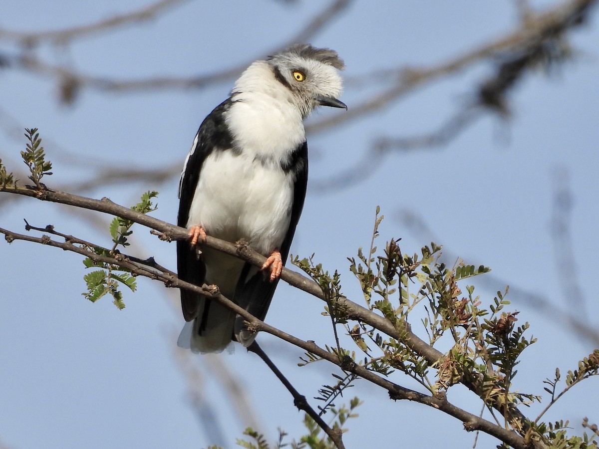 Gray-crested Helmetshrike - ML254039461