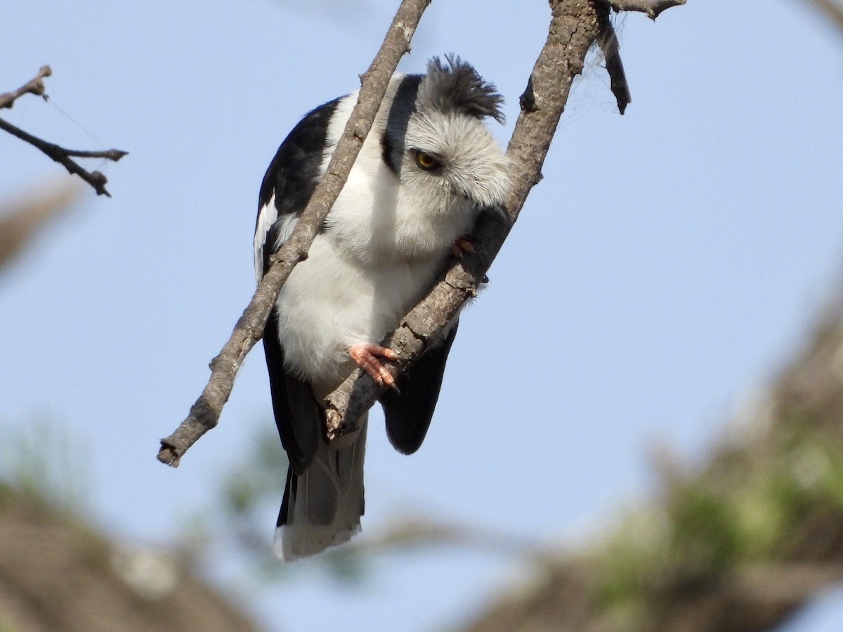 Gray-crested Helmetshrike - ML254039531