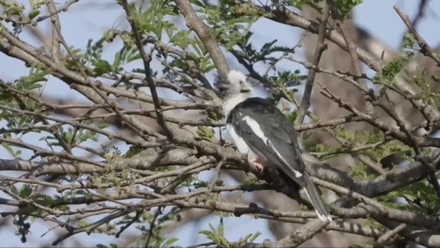 Gray-crested Helmetshrike - ML254039591