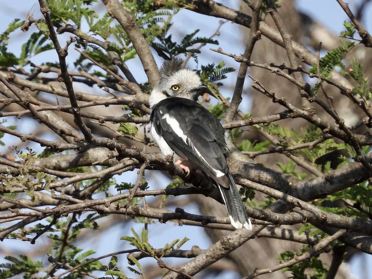 Gray-crested Helmetshrike - ML254039651