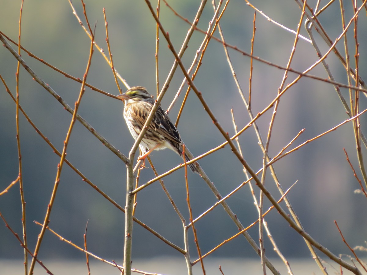 Savannah Sparrow - ML25404081