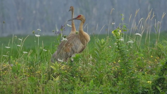 Sandhill Crane - ML254041521